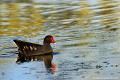 <br><br>Nom anglais : Common Moorhen 
<br>Femelle
<br><br>Depuis 2008, la Gallinule poule-d'eau est inscrite (<font color="#33FF33">LC</font color="#33FF33">) sur la<a target="_blank" href="http://inpn.mnhn.fr/espece/listerouge/FR/Oiseaux_nicheurs_metropole"><font color="red"> Liste rouge</font> des oiseaux nicheurs de France métropolitaine</a target="_blank" href="http://inpn.mnhn.fr/espece/listerouge/FR/Oiseaux_nicheurs_metropole"> et 
 sur la<a target="_blank" href="http://inpn.mnhn.fr/espece/listerouge/W"> <font color="red">Liste rouge</font> mondiale de l'UICN </a target="_blank" href="http://inpn.mnhn.fr/espece/listerouge/W">(Union Internationale pour la Conservation de la Nature) revue en 2011.
<br><br>La Gallinule poule-d'eau est protégée de portée :
<br><li><b>Communautaire</b> : <a target="_blank" href="http://eur-lex.europa.eu/LexUriServ/LexUriServ.do?uri=OJ:L:1979:103:0001:005:FR:HTML"><u>Directive Oiseaux : Annexe II/2</u></a target="_blank" href="http://eur-lex.europa.eu/LexUriServ/LexUriServ.do?uri=OJ:L:1979:103:0001:005:FR:HTML">
<br><li><b>Internationale</b> :<a target="_blank" href="http://conventions.coe.int/Treaty/fr/Treaties/Html/104.htm"> <u>Convention de Berne : Annexe III</u></a target="_blank" href="http://conventions.coe.int/Treaty/fr/Treaties/Html/104.htm"> et <a target="_blank" href="http://www.unep-aewa.org/documents/index.htm"><u>Convention de Bonn : Accord AEWA [1999]</u></a target="_blank" href="http://www.unep-aewa.org/documents/index.htm">
<br><br>Photo réalisée en France, dans l'Allier (Auvergne)
<br><br>

 Gallinule poule-d'eau
Poule d'eau
Gallinula chloropus
Common Moorhen 
oiseaux
nicheurs
protégée
France
Liste rouge
UICN 