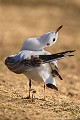 <br><br>Autre nom latin de la Mouette rieuse : Larus ridibundus
<br>Nom anglais : Common Black-headed Gull 
<br>Immature 1er hiver
<br><br>- Depuis 2008, la Mouette rieuse est inscrite (<font color="#33FF33">LC</font color="#33FF33">) sur la<a target="_blank" href="http://inpn.mnhn.fr/espece/listerouge/FR/Oiseaux_nicheurs_metropole"><font color="red"> Liste rouge</font> des oiseaux nicheurs de France métropolitaine</a target="_blank" href="http://inpn.mnhn.fr/espece/listerouge/FR/Oiseaux_nicheurs_metropole"> et 
 sur la<a target="_blank" href="http://inpn.mnhn.fr/espece/listerouge/W"> <font color="red">Liste rouge</font> mondiale de l'UICN </a target="_blank" href="http://inpn.mnhn.fr/espece/listerouge/W"><font color="#1c1c1e">..</font color="#1c1c1e">(Union Internationale pour la Conservation de la Nature) revue en 2011.
<br>- Depuis 2011, il est inscrit (<font color="#33FF33">LC</font color="#33FF33">) sur la<a target="_blank" href="http://inpn.mnhn.fr/espece/listerouge/FR/Oiseaux_non_nicheurs_metropole_hivernant"> <font color="red">Liste rouge</font> des oiseaux non nicheurs de France métropolitaine (hivernants) </a target="_blank" href="http://inpn.mnhn.fr/espece/listerouge/FR/Oiseaux_non_nicheurs_metropole_hivernant">
<br><br>La Mouette  rieuse est protégée de portée :
<br><li><b>Communautaire</b> : <a target="_blank" href="http://eur-lex.europa.eu/LexUriServ/LexUriServ.do?uri=OJ:L:1979:103:0001:005:FR:HTML"><u>Directive Oiseaux : Annexe II/2</u><a target="_blank" href="http://eur-lex.europa.eu/LexUriServ/LexUriServ.do?uri=OJ:L:1979:103:0001:005:FR:HTML">
<br><li><b>Internationale</b> :<a target="_blank" href="http://conventions.coe.int/Treaty/fr/Treaties/Html/104.htm"> <u>Convention de Berne : Annexe III</u></a target="_blank" href="http://conventions.coe.int/Treaty/fr/Treaties/Html/104.htm">  et <a target="_blank" href="http://www.unep-aewa.org/documents/index.htm"><u>Convention de Bonn : <br><font color="#1c1c1e">...</font color="#1c1c1e">Accord AEWA [1999]</u></a target="_blank" href="http://www.unep-aewa.org/documents/index.htm">
<br><li><b>Internationale</b> : <a target="_blank" href="http://legifrance.gouv.fr/affichTexte.do?cidTexte=JORFTEXT000021384277"><u>Oiseaux protégés - Article 3</u></a target="_blank" href="http://legifrance.gouv.fr/affichTexte.do?cidTexte=JORFTEXT000021384277">
<br><br>Photo réalisée en France, dans l'Allier (Auvergne)
<br><br> Mouette rieuse
Chroicocephalus ridibundus
Larus ridibundus
Immature 1er hiver
protégée
Liste rouge
oiseaux 
nicheurs
France
UICN 