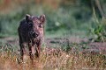 <br>
<br>Les Sangliers prolifèrent t-ils par miracle ? 
<br>Parallèlement à la chasse, des pratiques apparues depuis quelques années ont donné jour à des procédés dangereux d’hybridations suivis de lâchers.
<br>Des élevages de Sangliers croisés avec des truies (femelles du cochon), se sont développés. Les jeunes cochongliers, ainsi élevés et lâchés volontairement, se mélangent aux populations sauvages puis se multiplient de manière quasi exponentielle. Ils servent désormais de cibles faciles à une nouvelle génération de "valeureux" chasseurs, faisant ainsi du tort aux chasseurs plus respectueux. 
<br>De plus, les excès du nourrissage dans la nature (agrainage) augmentent le taux de fécondité des Laies et provoquent souvent une seconde portée dans l'année, voire parfois même une troisième. 
<br>Cette industrie de la chasse a fait exploser les populations et, par conséquent, entraine régulièrement des battues de régulation.
<br>En France, pays des extrémistes de la gâchette, chaque année des centaines de milliers de Sangliers, victimes de ces dérives malheureusement devenues courantes, le payent de leur vie. Pour de nombreuses sociétés de chasse, le tableau d'une seule journée de battue correspond à celui de toute une saison il y a moins de trente ans.
<br>Pourtant, selon James Oliver Curwood, romancier américain, <b>"Il y a un plaisir plus grand que celui de tuer : celui de laisser la vie."</b>
<br><br>Le Sanglier est un animal SAUVAGE et non un animal d'élevage!!  Il n’a pas besoin de nourrissage artificiel qui le rend prolifique.
<br><br>Depuis 2008, le Sanglier est inscrit sur la Liste rouge mondiale de l'UICN.
<br>Depuis 2009, il est également inscrit sur la Liste rouge des mammifères continentaux de France métropolitaine.
<br><br>Marcassin
<br>Photo réalisée en France, dans l'Allier (Auvergne) Sanglier
Sus scrofa
Wild Boar 
mammifères
Marcassin
cochongliers
Laies
sauvages
cibles
nourrissage
chasseurs
Liste rouge
France
Allier
Auvergne 
