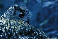 <br><br>Autre nom français du Hibou grand-duc : Grand-duc d'Europe 
<br>Nom anglais : Eurasian Eagle-owl 
<br><br>Depuis 2008, Le Hibou grand-duc est inscrit (<font color="#33FF33">LC</font color="#33FF33">) sur la<a target="_blank" href="http://inpn.mnhn.fr/espece/listerouge/FR/Oiseaux_nicheurs_metropole"><font color="red"> Liste rouge</font> des oiseaux nicheurs de France métropolitaine</a target="_blank" href="http://inpn.mnhn.fr/espece/listerouge/FR/Oiseaux_nicheurs_metropole"> et 
 sur la<a target="_blank" href="http://inpn.mnhn.fr/espece/listerouge/W"> <font color="red">Liste rouge</font> mondiale de l'UICN </a target="_blank" href="http://inpn.mnhn.fr/espece/listerouge/W">(Union Internationale pour la Conservation de la Nature) revue en 2011.
<br><br>Le Hibou grand-duc est protégé de portée :
<br><li><b>Communautaire</b> : <a target="_blank" href="http://eur-lex.europa.eu/LexUriServ/LexUriServ.do?uri=OJ:L:2009:123:0003:0061:FR:PDF"><u>Règlement communautaire CITES : Annexe A</u></a target="_blank" href="http://eur-lex.europa.eu/LexUriServ/LexUriServ.do?uri=OJ:L:2009:123:0003:0061:FR:PDF"> et <a target="_blank" href="http://eur-lex.europa.eu/LexUriServ/LexUriServ.do?uri=OJ:L:1979:103:0001:005:FR:HTML"><u>Directive Oiseaux : Annexe I</u><a target="_blank" href="http://eur-lex.europa.eu/LexUriServ/LexUriServ.do?uri=OJ:L:1979:103:0001:005:FR:HTML">
<br><li><b>Internationale</b> : <a target="_blank" href="http://legifrance.gouv.fr/affichTexte.do?cidTexte=JORFTEXT000021384277"><u>Oiseaux protégés - Article 3</u></a target="_blank" href="http://legifrance.gouv.fr/affichTexte.do?cidTexte=JORFTEXT000021384277">
<br><br>Photo réalisée en France, dans l'Allier (Auvergne) Hibou grand-duc
Grand-duc d'Europe
Bubo bubo
Eurasian Eagle-owl 
oiseaux
nicheurs
Liste rouge
protégé
UICN
France 