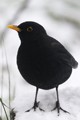 <br><br>Nom anglais du Merle noir : Common Blackbird
<br>Depuis 2008, le Merle noir est inscrit (<font color="#33FF33">LC</font color="#33FF33">) sur la<a target="_blank" href="http://inpn.mnhn.fr/espece/listerouge/FR/Oiseaux_nicheurs_metropole"><font color="red"> Liste Rouge</font> des oiseaux nicheurs de France métropolitaine</a target="_blank" href="http://inpn.mnhn.fr/espece/listerouge/FR/Oiseaux_nicheurs_metropole"> et 
 sur la<a target="_blank" href="http://inpn.mnhn.fr/espece/listerouge/W"> <font color="red">Liste Rouge</font> mondiale de l'UICN </a target="_blank" href="http://inpn.mnhn.fr/espece/listerouge/W">(Union Internationale pour la Conservation de la Nature) revue en 2011.
<br><br>Le Merle noir est protégé de portée :
<br><li><b>Communautaire</b> : <a target="_blank" href="http://eur-lex.europa.eu/LexUriServ/LexUriServ.do?uri=OJ:L:1979:103:0001:005:FR:HTML"><u>Directive Oiseaux : Annexe II/2</u><a target="_blank" href="http://eur-lex.europa.eu/LexUriServ/LexUriServ.do?uri=OJ:L:1979:103:0001:005:FR:HTML">
<br><li><b>Internationale</b> :<a target="_blank" href="http://conventions.coe.int/Treaty/fr/Treaties/Html/104.htm"> <u>Convention de Berne : Annexe III</u></a target="_blank" href="http://conventions.coe.int/Treaty/fr/Treaties/Html/104.htm">
<br><br>Photo réalisée en France, dans l'Allier (Auvergne)
<br><br> Merle noir
Turdus merula
Common Blackbird
oiseau
Liste rouge
nicheur
menacé
protégé
Auvergne
Allier 