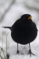 <br><br>Nom anglais du Merle noir : Common Blackbird
<br>Depuis 2008, le Merle noir est inscrit (<font color="#33FF33">LC</font color="#33FF33">) sur la<a target="_blank" href="http://inpn.mnhn.fr/espece/listerouge/FR/Oiseaux_nicheurs_metropole"><font color="red"> Liste Rouge</font> des oiseaux nicheurs de France métropolitaine</a target="_blank" href="http://inpn.mnhn.fr/espece/listerouge/FR/Oiseaux_nicheurs_metropole"> et 
 sur la<a target="_blank" href="http://inpn.mnhn.fr/espece/listerouge/W"> <font color="red">Liste Rouge</font> mondiale de l'UICN </a target="_blank" href="http://inpn.mnhn.fr/espece/listerouge/W">(Union Internationale pour la Conservation de la Nature) revue en 2011.
<br><br>Le Merle noir est protégé de portée :
<br><li><b>Communautaire</b> : <a target="_blank" href="http://eur-lex.europa.eu/LexUriServ/LexUriServ.do?uri=OJ:L:1979:103:0001:005:FR:HTML"><u>Directive Oiseaux : Annexe II/2</u><a target="_blank" href="http://eur-lex.europa.eu/LexUriServ/LexUriServ.do?uri=OJ:L:1979:103:0001:005:FR:HTML">
<br><li><b>Internationale</b> :<a target="_blank" href="http://conventions.coe.int/Treaty/fr/Treaties/Html/104.htm"> <u>Convention de Berne : Annexe III</u></a target="_blank" href="http://conventions.coe.int/Treaty/fr/Treaties/Html/104.htm">
<br><br>Photo réalisée en France, dans l'Allier (Auvergne)
<br><br> Merle noir
Turdus merula
Common Blackbird
oiseau
Liste rouge
nicheur
menacé
protégé
Auvergne
Allier 