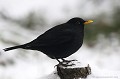 <br><br>Nom anglais du Merle noir : Common Blackbird
<br>Depuis 2008, le Merle noir est inscrit (<font color="#33FF33">LC</font color="#33FF33">) sur la<a target="_blank" href="http://inpn.mnhn.fr/espece/listerouge/FR/Oiseaux_nicheurs_metropole"><font color="red"> Liste Rouge</font> des oiseaux nicheurs de France métropolitaine</a target="_blank" href="http://inpn.mnhn.fr/espece/listerouge/FR/Oiseaux_nicheurs_metropole"> et 
 sur la<a target="_blank" href="http://inpn.mnhn.fr/espece/listerouge/W"> <font color="red">Liste Rouge</font> mondiale de l'UICN </a target="_blank" href="http://inpn.mnhn.fr/espece/listerouge/W">(Union Internationale pour la Conservation de la Nature) revue en 2011.
<br><br>Le Merle noir est protégé de portée :
<br><li><b>Communautaire</b> : <a target="_blank" href="http://eur-lex.europa.eu/LexUriServ/LexUriServ.do?uri=OJ:L:1979:103:0001:005:FR:HTML"><u>Directive Oiseaux : Annexe II/2</u><a target="_blank" href="http://eur-lex.europa.eu/LexUriServ/LexUriServ.do?uri=OJ:L:1979:103:0001:005:FR:HTML">
<br><li><b>Internationale</b> :<a target="_blank" href="http://conventions.coe.int/Treaty/fr/Treaties/Html/104.htm"> <u>Convention de Berne : Annexe III</u></a target="_blank" href="http://conventions.coe.int/Treaty/fr/Treaties/Html/104.htm">
<br><br>Photo réalisée en France, dans l'Allier (Auvergne)
<br><br> Merle noir
Turdus merula
Common Blackbird
oiseau
Liste rouge
nicheur
menacé
protégé
Auvergne
Allier 
