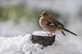 <br><br>Nom anglais du Pinson des arbres : Chaffinch
<br>Depuis 2008, le Pinson des arbres est inscrit (<font color="#33FF33">LC</font color="#33FF33">) sur la<a target="_blank" href="http://inpn.mnhn.fr/espece/listerouge/FR/Oiseaux_nicheurs_metropole"><font color="red"> Liste Rouge</font> des oiseaux nicheurs de France métropolitaine</a target="_blank" href="http://inpn.mnhn.fr/espece/listerouge/FR/Oiseaux_nicheurs_metropole"> et 
 sur la<a target="_blank" href="http://inpn.mnhn.fr/espece/listerouge/W"> <font color="red">Liste Rouge</font> mondiale de l'UICN </a target="_blank" href="http://inpn.mnhn.fr/espece/listerouge/W">(Union Internationale pour la Conservation de la Nature) revue en 2011.
<br><br>Le Pinson des arbres est protégé de portée :
<br><li><b>Internationale</b> :<a target="_blank" href="http://conventions.coe.int/Treaty/fr/Treaties/Html/104.htm"> <u>Convention de Berne : Annexe III</u></a target="_blank" href="http://conventions.coe.int/Treaty/fr/Treaties/Html/104.htm"> 
<br><li><b>Internationale</b> : <a target="_blank" href="http://legifrance.gouv.fr/affichTexte.do?cidTexte=JORFTEXT000021384277"><u>Oiseaux protégés - Article 3</u></a target="_blank" href="http://legifrance.gouv.fr/affichTexte.do?cidTexte=JORFTEXT000021384277">
<br><br>Photo réalisée en France, dans l'Allier (Auvergne)
<br><br> Pinson des arbres
Fringilla coelebs
Chaffinch
oiseau
Liste rouge
nicheur
menacé
protégé
Auvergne
Allier 