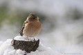 <br><br>Nom anglais du Pinson des arbres : Chaffinch
<br>Depuis 2008, le Pinson des arbres est inscrit (<font color="#33FF33">LC</font color="#33FF33">) sur la<a target="_blank" href="http://inpn.mnhn.fr/espece/listerouge/FR/Oiseaux_nicheurs_metropole"><font color="red"> Liste Rouge</font> des oiseaux nicheurs de France métropolitaine</a target="_blank" href="http://inpn.mnhn.fr/espece/listerouge/FR/Oiseaux_nicheurs_metropole"> et 
 sur la<a target="_blank" href="http://inpn.mnhn.fr/espece/listerouge/W"> <font color="red">Liste Rouge</font> mondiale de l'UICN </a target="_blank" href="http://inpn.mnhn.fr/espece/listerouge/W">(Union Internationale pour la Conservation de la Nature) revue en 2011.
<br><br>Le Pinson des arbres est protégé de portée :
<br><li><b>Internationale</b> :<a target="_blank" href="http://conventions.coe.int/Treaty/fr/Treaties/Html/104.htm"> <u>Convention de Berne : Annexe III</u></a target="_blank" href="http://conventions.coe.int/Treaty/fr/Treaties/Html/104.htm"> 
<br><li><b>Internationale</b> : <a target="_blank" href="http://legifrance.gouv.fr/affichTexte.do?cidTexte=JORFTEXT000021384277"><u>Oiseaux protégés - Article 3</u></a target="_blank" href="http://legifrance.gouv.fr/affichTexte.do?cidTexte=JORFTEXT000021384277">
<br><br>Photo réalisée en France, dans l'Allier (Auvergne)
<br><br> Pinson des arbres
Fringilla coelebs
Chaffinch
oiseau
Liste rouge
nicheur
menacé
protégé
Auvergne
Allier 