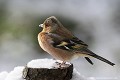 <br><br>Nom anglais du Pinson des arbres : Chaffinch
<br>Depuis 2008, le Pinson des arbres est inscrit (<font color="#33FF33">LC</font color="#33FF33">) sur la<a target="_blank" href="http://inpn.mnhn.fr/espece/listerouge/FR/Oiseaux_nicheurs_metropole"><font color="red"> Liste Rouge</font> des oiseaux nicheurs de France métropolitaine</a target="_blank" href="http://inpn.mnhn.fr/espece/listerouge/FR/Oiseaux_nicheurs_metropole"> et 
 sur la<a target="_blank" href="http://inpn.mnhn.fr/espece/listerouge/W"> <font color="red">Liste Rouge</font> mondiale de l'UICN </a target="_blank" href="http://inpn.mnhn.fr/espece/listerouge/W">(Union Internationale pour la Conservation de la Nature) revue en 2011.
<br><br>Le Pinson des arbres est protégé de portée :
<br><li><b>Internationale</b> :<a target="_blank" href="http://conventions.coe.int/Treaty/fr/Treaties/Html/104.htm"> <u>Convention de Berne : Annexe III</u></a target="_blank" href="http://conventions.coe.int/Treaty/fr/Treaties/Html/104.htm"> 
<br><li><b>Internationale</b> : <a target="_blank" href="http://legifrance.gouv.fr/affichTexte.do?cidTexte=JORFTEXT000021384277"><u>Oiseaux protégés - Article 3</u></a target="_blank" href="http://legifrance.gouv.fr/affichTexte.do?cidTexte=JORFTEXT000021384277">
<br><br>Photo réalisée en France, dans l'Allier (Auvergne)
<br><br> Pinson des arbres
Fringilla coelebs
Chaffinch
oiseau
Liste rouge
nicheur
menacé
protégé
Auvergne
Allier 