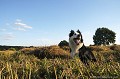 <br><br>Photo réalisée en France, dans l'Allier (Auvergne)  
