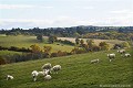 <br><br>Photo réalisée en France, dans l'Allier (Auvergne)  