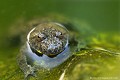 <br><br>Autre nom français : Sonneur à pieds épais
<br>Nom anglais : Yellow-bellied toad
<br><br> Le Sonneur à ventre jaune possède de gros pieds et la pupille de ses yeux est en jolie forme de cœur posé sur un écrin d'or.<br>Il est très discret. Bien qu'on puisse l’observer en journée, il est surtout noctambule. Son chant nuptial est un petit « hou » régulier, à peine audible que l’on entend surtout de la fin avril à la mi-août. 
<br>Son habitat qui est souvent forestier est constitué d'eau stagnante telles que les  mares, les ornières, les flaques d'eau... bien exposées. Ce qui fait de lui, entre autres, une victime des travaux forestiers (débardage du bois) et de drainage (drainage des zones de suintement, des petites mares, etc.).

 <br><br>Classé <font color="#FFFF00">Vulnérable </font color="#FFFF00">sur la <a target="_blank" href="http://inpn.mnhn.fr/espece/listerouge/FR/Amphibiens_metropole"><font color="red">Liste rouge </font>des amphibiens de France métropolitaine </a target="_blank" href="http://inpn.mnhn.fr/espece/listerouge/FR/Amphibiens_metropole">(VU), il est considéré comme une espèce menacée.  
<br>Cette espèce est protégée de portée : 
<br><br><li><b>Communautaire</b> : <a target="_blank" href="http://eur-lex.europa.eu/LexUriServ/LexUriServ.do?uri=CONSLEG:1992L0043:20070101:FR:PDF"><u>Directive Habitats-Faune-Flore : Annexe II</u>
et <u>Directive Habitats-Faune-Flore : Annexe IV</u></a target="_blank" href="http://eur-lex.europa.eu/LexUriServ/LexUriServ.do?uri=CONSLEG:1992L0043:20070101:FR:PDF">
<br><li><b>Internationale </b>: <a target="_blank" href="http://conventions.coe.int/Treaty/fr/Treaties/Html/104.htm"> <u>Convention de Berne : Annexe II</u></a target="_blank" href="http://conventions.coe.int/Treaty/fr/Treaties/Html/104.htm">
<br><li><b>Nationale </b>: <a target="_blank" href="http://legifrance.gouv.fr/affichTexte.do?cidTexte=JORFTEXT000017876248"> <u>Amphibiens et Reptiles protégés : Article 2</u> </a target="_blank" href="http://legifrance.gouv.fr/affichTexte.do?cidTexte=JORFTEXT000017876248">
<br><br>Photo réalisée en France, dans l'Allier (Auvergne)
<br><br>
 Crapaud
Sonneur à ventre jaune
Bombina variegata 
Yellow-bellied toad
Allier
Auvergne
noctambule
discret
eau
cœurs 