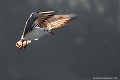 <br><br>Autre nom latin de la Mouette rieuse : Larus ridibundus
<br>Nom anglais : Common Black-headed Gull 
<br>Femelle adulte
<br><br>- Depuis 2008, la Mouette rieuse est inscrite (<font color="#33FF33">LC</font color="#33FF33">) sur la<a target="_blank" href="http://inpn.mnhn.fr/espece/listerouge/FR/Oiseaux_nicheurs_metropole"><font color="red"> Liste rouge</font> des oiseaux nicheurs de France métropolitaine</a target="_blank" href="http://inpn.mnhn.fr/espece/listerouge/FR/Oiseaux_nicheurs_metropole"> et 
 sur la<a target="_blank" href="http://inpn.mnhn.fr/espece/listerouge/W"> <font color="red">Liste rouge</font> mondiale de l'UICN </a target="_blank" href="http://inpn.mnhn.fr/espece/listerouge/W"><font color="#1c1c1e">..</font color="#1c1c1e">(Union Internationale pour la Conservation de la Nature) revue en 2011.
<br>- Depuis 2011, il est inscrit (<font color="#33FF33">LC</font color="#33FF33">) sur la<a target="_blank" href="http://inpn.mnhn.fr/espece/listerouge/FR/Oiseaux_non_nicheurs_metropole_hivernant"> <font color="red">Liste rouge</font> des oiseaux non nicheurs de France métropolitaine (hivernants) </a target="_blank" href="http://inpn.mnhn.fr/espece/listerouge/FR/Oiseaux_non_nicheurs_metropole_hivernant">
<br><br>La Mouette  rieuse est protégée de portée :
<br><li><b>Communautaire</b> : <a target="_blank" href="http://eur-lex.europa.eu/LexUriServ/LexUriServ.do?uri=OJ:L:1979:103:0001:005:FR:HTML"><u>Directive Oiseaux : Annexe II/2</u><a target="_blank" href="http://eur-lex.europa.eu/LexUriServ/LexUriServ.do?uri=OJ:L:1979:103:0001:005:FR:HTML">
<br><li><b>Internationale</b> :<a target="_blank" href="http://conventions.coe.int/Treaty/fr/Treaties/Html/104.htm"> <u>Convention de Berne : Annexe III</u></a target="_blank" href="http://conventions.coe.int/Treaty/fr/Treaties/Html/104.htm">  et <a target="_blank" href="http://www.unep-aewa.org/documents/index.htm"><u>Convention de Bonn : <br><font color="#1c1c1e">...</font color="#1c1c1e">Accord AEWA [1999]</u></a target="_blank" href="http://www.unep-aewa.org/documents/index.htm">
<br><li><b>Internationale</b> : <a target="_blank" href="http://legifrance.gouv.fr/affichTexte.do?cidTexte=JORFTEXT000021384277"><u>Oiseaux protégés - Article 3</u></a target="_blank" href="http://legifrance.gouv.fr/affichTexte.do?cidTexte=JORFTEXT000021384277">
<br><br>Photo réalisée en France, dans l'Allier (Auvergne)
<br><br> Mouette rieuse
Chroicocephalus ridibundus
Larus ridibundus
Femelle
protégée
Liste rouge
oiseaux 
nicheurs
France
UICN 