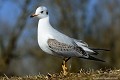 <br><br>Autre nom latin de la Mouette rieuse : Larus ridibundus
<br>Nom anglais : Common Black-headed Gull 
<br>Immature 1er hiver
<br><br>- Depuis 2008, la Mouette rieuse est inscrite (<font color="#33FF33">LC</font color="#33FF33">) sur la<a target="_blank" href="http://inpn.mnhn.fr/espece/listerouge/FR/Oiseaux_nicheurs_metropole"><font color="red"> Liste rouge</font> des oiseaux nicheurs de France métropolitaine</a target="_blank" href="http://inpn.mnhn.fr/espece/listerouge/FR/Oiseaux_nicheurs_metropole"> et 
 sur la<a target="_blank" href="http://inpn.mnhn.fr/espece/listerouge/W"> <font color="red">Liste rouge</font> mondiale de l'UICN </a target="_blank" href="http://inpn.mnhn.fr/espece/listerouge/W"><font color="#1c1c1e">..</font color="#1c1c1e">(Union Internationale pour la Conservation de la Nature) revue en 2011.
<br>- Depuis 2011, il est inscrit (<font color="#33FF33">LC</font color="#33FF33">) sur la<a target="_blank" href="http://inpn.mnhn.fr/espece/listerouge/FR/Oiseaux_non_nicheurs_metropole_hivernant"> <font color="red">Liste rouge</font> des oiseaux non nicheurs de France métropolitaine (hivernants) </a target="_blank" href="http://inpn.mnhn.fr/espece/listerouge/FR/Oiseaux_non_nicheurs_metropole_hivernant">
<br><br>La Mouette  rieuse est protégée de portée :
<br><li><b>Communautaire</b> : <a target="_blank" href="http://eur-lex.europa.eu/LexUriServ/LexUriServ.do?uri=OJ:L:1979:103:0001:005:FR:HTML"><u>Directive Oiseaux : Annexe II/2</u><a target="_blank" href="http://eur-lex.europa.eu/LexUriServ/LexUriServ.do?uri=OJ:L:1979:103:0001:005:FR:HTML">
<br><li><b>Internationale</b> :<a target="_blank" href="http://conventions.coe.int/Treaty/fr/Treaties/Html/104.htm"> <u>Convention de Berne : Annexe III</u></a target="_blank" href="http://conventions.coe.int/Treaty/fr/Treaties/Html/104.htm">  et <a target="_blank" href="http://www.unep-aewa.org/documents/index.htm"><u>Convention de Bonn : <br><font color="#1c1c1e">...</font color="#1c1c1e">Accord AEWA [1999]</u></a target="_blank" href="http://www.unep-aewa.org/documents/index.htm">
<br><li><b>Internationale</b> : <a target="_blank" href="http://legifrance.gouv.fr/affichTexte.do?cidTexte=JORFTEXT000021384277"><u>Oiseaux protégés - Article 3</u></a target="_blank" href="http://legifrance.gouv.fr/affichTexte.do?cidTexte=JORFTEXT000021384277">
<br><br>Photo réalisée en France, dans l'Allier (Auvergne)
<br><br> Mouette rieuse
Chroicocephalus ridibundus
Larus ridibundus
Immature 1er hiver
protégée
Liste rouge
oiseaux 
nicheurs
France
UICN 