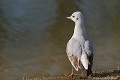 <br><br>Autre nom latin de la Mouette rieuse : Larus ridibundus
<br>Nom anglais : Common Black-headed Gull 
<br>Immature 1er hiver
<br><br>- Depuis 2008, la Mouette rieuse est inscrite (<font color="#33FF33">LC</font color="#33FF33">) sur la<a target="_blank" href="http://inpn.mnhn.fr/espece/listerouge/FR/Oiseaux_nicheurs_metropole"><font color="red"> Liste rouge</font> des oiseaux nicheurs de France métropolitaine</a target="_blank" href="http://inpn.mnhn.fr/espece/listerouge/FR/Oiseaux_nicheurs_metropole"> et 
 sur la<a target="_blank" href="http://inpn.mnhn.fr/espece/listerouge/W"> <font color="red">Liste rouge</font> mondiale de l'UICN </a target="_blank" href="http://inpn.mnhn.fr/espece/listerouge/W"><font color="#1c1c1e">..</font color="#1c1c1e">(Union Internationale pour la Conservation de la Nature) revue en 2011.
<br>- Depuis 2011, il est inscrit (<font color="#33FF33">LC</font color="#33FF33">) sur la<a target="_blank" href="http://inpn.mnhn.fr/espece/listerouge/FR/Oiseaux_non_nicheurs_metropole_hivernant"> <font color="red">Liste rouge</font> des oiseaux non nicheurs de France métropolitaine (hivernants) </a target="_blank" href="http://inpn.mnhn.fr/espece/listerouge/FR/Oiseaux_non_nicheurs_metropole_hivernant">
<br><br>La Mouette  rieuse est protégée de portée :
<br><li><b>Communautaire</b> : <a target="_blank" href="http://eur-lex.europa.eu/LexUriServ/LexUriServ.do?uri=OJ:L:1979:103:0001:005:FR:HTML"><u>Directive Oiseaux : Annexe II/2</u><a target="_blank" href="http://eur-lex.europa.eu/LexUriServ/LexUriServ.do?uri=OJ:L:1979:103:0001:005:FR:HTML">
<br><li><b>Internationale</b> :<a target="_blank" href="http://conventions.coe.int/Treaty/fr/Treaties/Html/104.htm"> <u>Convention de Berne : Annexe III</u></a target="_blank" href="http://conventions.coe.int/Treaty/fr/Treaties/Html/104.htm">  et <a target="_blank" href="http://www.unep-aewa.org/documents/index.htm"><u>Convention de Bonn : <br><font color="#1c1c1e">...</font color="#1c1c1e">Accord AEWA [1999]</u></a target="_blank" href="http://www.unep-aewa.org/documents/index.htm">
<br><li><b>Internationale</b> : <a target="_blank" href="http://legifrance.gouv.fr/affichTexte.do?cidTexte=JORFTEXT000021384277"><u>Oiseaux protégés - Article 3</u></a target="_blank" href="http://legifrance.gouv.fr/affichTexte.do?cidTexte=JORFTEXT000021384277">
<br><br>Photo réalisée en France, dans l'Allier (Auvergne)
<br><br> Mouette rieuse
Chroicocephalus ridibundus
Larus ridibundus
Immature 1er hiver
protégée
Liste rouge
oiseaux 
nicheurs
France
UICN 