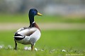 <br> <br>Nom anglais : Mallard ou Wild duck 
<br>Canard mallard au Canada ou Canard français en français cadien
<br>Mâle
<br><br>- Depuis 2008, le Colvert est inscrit (<font color="#33FF33">LC</font color="#33FF33">) sur la<a target="_blank" href="http://inpn.mnhn.fr/espece/listerouge/FR/Oiseaux_nicheurs_metropole"><font color="red"> Liste rouge</font> des oiseaux nicheurs de France métropolitaine</a target="_blank" href="http://inpn.mnhn.fr/espece/listerouge/FR/Oiseaux_nicheurs_metropole"> et 
 sur la<a target="_blank" href="http://inpn.mnhn.fr/espece/listerouge/W"> <font color="red">Liste rouge</font> mondiale de l'UICN </a target="_blank" href="http://inpn.mnhn.fr/espece/listerouge/W"><font color="#1c1c1e">..</font color="#1c1c1e">(Union Internationale pour la Conservation de la Nature) revue en 2011.
<br>- Depuis 2011, il est inscrit (<font color="#33FF33">LC</font color="#33FF33">) sur la<a target="_blank" href="http://inpn.mnhn.fr/espece/listerouge/FR/Oiseaux_non_nicheurs_metropole_hivernant"> <font color="red">Liste rouge</font> des oiseaux non nicheurs de France métropolitaine (hivernants) </a target="_blank" href="http://inpn.mnhn.fr/espece/listerouge/FR/Oiseaux_non_nicheurs_metropole_hivernant">
<br><br>Le Colvert est protégé de portée :
<br><li><b>Communautaire</b> : <a target="_blank" href="http://eur-lex.europa.eu/LexUriServ/LexUriServ.do?uri=OJ:L:1979:103:0001:005:FR:HTML"><u>Directive Oiseaux : Annexes III/1 et II/1</u><a target="_blank" href="http://eur-lex.europa.eu/LexUriServ/LexUriServ.do?uri=OJ:L:1979:103:0001:005:FR:HTML">
<br><li><b>Internationale</b> : <a target="_blank" href="http://conventions.coe.int/Treaty/fr/Treaties/Html/104.htm"><u>Convention de Berne : Annexe III</u></a target="_blank" href="http://conventions.coe.int/Treaty/fr/Treaties/Html/104.htm">,  <a target="_blank" href="http://www.cms.int/documents/convtxt/cms_convtxt_french.pdf"><u>Convention de Bonn : Annexe II</u></a target="_blank" href="http://www.cms.int/documents/convtxt/cms_convtxt_french.pdf"> et <a target="_blank" href="http://www.unep-aewa.org/documents/index.htm"><u>Accord AEWA [1999]</u></a target="_blank" href="http://www.unep-aewa.org/documents/index.htm">
<br><br>Photo réalisée en France, dans l'Allier (Auvergne)
<br><br> Canard colvert
Anas platyrhynchos
Mallard
Canard mallard 
Male
protégé
oiseaux
nicheurs
France
Liste rouge 