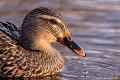 <br> <br>Nom anglais : Mallard ou Wild duck 
<br>Canard mallard au Canada ou Canard français en français cadien
<br>Femelle
<br><br>- Depuis 2008, le Colvert est inscrit (<font color="#33FF33">LC</font color="#33FF33">) sur la<a target="_blank" href="http://inpn.mnhn.fr/espece/listerouge/FR/Oiseaux_nicheurs_metropole"><font color="red"> Liste rouge</font> des oiseaux nicheurs de France métropolitaine</a target="_blank" href="http://inpn.mnhn.fr/espece/listerouge/FR/Oiseaux_nicheurs_metropole"> et 
 sur la<a target="_blank" href="http://inpn.mnhn.fr/espece/listerouge/W"> <font color="red">Liste rouge</font> mondiale de l'UICN </a target="_blank" href="http://inpn.mnhn.fr/espece/listerouge/W"><font color="#1c1c1e">..</font color="#1c1c1e">(Union Internationale pour la Conservation de la Nature) revue en 2011.
<br>- Depuis 2011, il est inscrit (<font color="#33FF33">LC</font color="#33FF33">) sur la<a target="_blank" href="http://inpn.mnhn.fr/espece/listerouge/FR/Oiseaux_non_nicheurs_metropole_hivernant"> <font color="red">Liste rouge</font> des oiseaux non nicheurs de France métropolitaine (hivernants) </a target="_blank" href="http://inpn.mnhn.fr/espece/listerouge/FR/Oiseaux_non_nicheurs_metropole_hivernant">
<br><br>Le Colvert est protégé de portée :
<br><li><b>Communautaire</b> : <a target="_blank" href="http://eur-lex.europa.eu/LexUriServ/LexUriServ.do?uri=OJ:L:1979:103:0001:005:FR:HTML"><u>Directive Oiseaux : Annexes III/1 et II/1</u><a target="_blank" href="http://eur-lex.europa.eu/LexUriServ/LexUriServ.do?uri=OJ:L:1979:103:0001:005:FR:HTML">
<br><li><b>Internationale</b> : <a target="_blank" href="http://conventions.coe.int/Treaty/fr/Treaties/Html/104.htm"><u>Convention de Berne : Annexe III</u></a target="_blank" href="http://conventions.coe.int/Treaty/fr/Treaties/Html/104.htm">,  <a target="_blank" href="http://www.cms.int/documents/convtxt/cms_convtxt_french.pdf"><u>Convention de Bonn : Annexe II</u></a target="_blank" href="http://www.cms.int/documents/convtxt/cms_convtxt_french.pdf"> et <a target="_blank" href="http://www.unep-aewa.org/documents/index.htm"><u>Accord AEWA [1999]</u></a target="_blank" href="http://www.unep-aewa.org/documents/index.htm">
<br><br>Photo réalisée en France, dans l'Allier (Auvergne)
<br><br> Canard colvert
Anas platyrhynchos
Mallard
Canard mallard 
Femelle
protégé
oiseaux
nicheurs
France
Liste rouge 