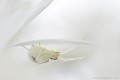 <br><br>Autre nom français de la Misumène cagneuse : Araignée citron de la famille des Thomise - Araignée crabe
<br><br> Misumène cagneuse
Thomise
Misumena vatia
Araignée
Araignée crabe
citron
France
 