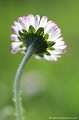 <br><br>Photo réalisée en France, dans mon jardin sauvage - Allier (Auvergne)
<br><br> Pâquerette commune
Bellis perennis
jardin
sauvage
France
Auvergne
Allier 