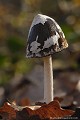 <br><br> Coprin pie
Coprinus picaceus 