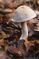<br><br>Autre nom français de ce champignon : Cortinaire irrégulier 
<br><br> Cortinaire anormal 
Cortinarius anomalus 
Cortinaire irrégulier 
champignon
français 