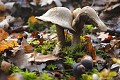 <br><br>Autre nom français de ce champignon : Cortinaire irrégulier 
<br><br> Cortinaire anormal 
Cortinarius anomalus 
Cortinaire irrégulier 
champignon
français 