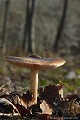 <br><br> Plutée couleur de cerf
Pluteus cervinus 