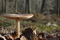<br><br> Plutée couleur de cerf 
Pluteus cervinus 
