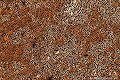 <br><br>Gros plan sur des pores de Ganoderme résineux
<br><br> Ganoderme résineux
Ganoderma resinaceum
Ganoderme
pores
Gros plan 