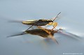 <br><br>Nom anglais : Water strider
<br>Le Gerris commun est un punaise aquatique
<br><br> Gerris commun
Punaise aquatique
Aquarius najas
punaise
Gerris 