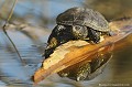 <br><br>Nom anglais : European pond turtle<br>Palmées, les pattes de la Cistude d'Europe ont de fortes griffes qui facilitent ses déplacements, dans l'eau comme sur terre.
<br><br>Photo réalisée en France, dans l'Allier (Auvergne)<br><br> Cistude d'Europe
Emys orbicularis
European pond turtle
tortue
palmée
griffes
eau
terre
France
Allier
Auvergne 