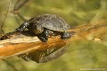 <br><br>Nom anglais : European pond turtle
<br>La Cistude d'Europe préfère les zones à fond vaseux ou la végétation aquatique abondante lui apporte nourriture et abris en quantité.
<br><br>Photo réalisée en France, dans l'Allier (Auvergne)<br><br>
 Cistude d'Europe
Emys orbicularis
European pond turtle
tortue
végétation
aquatique
nourriture
France
Allier
Auvergne 