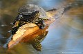 <br><br>Nom anglais : European pond turtle
<br>La tête de la Cistude d'Europe est noire constellée de taches jaunes ainsi que son cou, ses pattes et sa queue. <br><br>Photo réalisée en France, dans l'Allier (Auvergne)<br><br> Cistude d'Europe
Emys orbicularis
European pond turtle
tortue
constellée
taches
France
Allier
Auvergne 