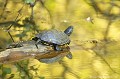 <br><br>Nom anglais : European pond turtle
<br>Le jeune et la femelle Cistude d'Europe ont les yeux jaunes tandis que le mâle a les yeux rouges.
<br><br>Photo réalisée en France, dans l'Allier (Auvergne)
<br><br> Cistude d'Europe
Emys orbicularis
European pond turtle
tortue
yeux 
rouges
jaunes
France
Allier
Auvergne 