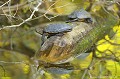 <br><br>Nom anglais : European pond turtle
<br>Très discrète, la Cistude d'Europe est craintive et plonge à l'eau au moindre bruit, ce qui la rend très difficile à observer. 
<br><br>Photo réalisée en France, dans l'Allier (Auvergne)<br><br> Cistude d'Europe
Emys orbicularis
European pond turtle
tortue
discrète
craintive
eau
France
Allier
Auvergne 