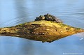 <br><br>
Nom anglais : Edidle Frog
<br>Le mâle de la Grenouille verte chante principalement en fin de journée ou durant la nuit pour attirer les femelles. La période de reproduction est plus ou moins longue. L'accouplement et la ponte se déroule sur une période de 15 jours entre mars et avril, dès le réchauffement de l'eau. La femelle y dépose ses œufs afin que le mâle les recouvre de sa semence, la reproduction chez les batraciens étant externe.
<br><br>Photo réalisée en France, dans l'Allier (Auvergne)
<br><br> Grenouille verte
Rana esculenta
batraciens
Allier
Auvergne
mâle
femelle
accouplement
reproduction
eau 