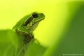 <br><br>
Nom anglais : European tree frog
<br>Bien qu'ayant des mœurs principalement nocturnes et crépusculaires, la Rainette verte aime prendre des bains de soleil de plusieurs heures, exposée sur des branches ou sur la végétation basse, mais toujours à proximité d'un point d'eau. Cependant, en période caniculaire, elle préfèrera un trou sous terre. Il n'est pas rare de trouver une petite Rainette au jardin, près d'une petite mare, voire dans la gamelle du chien. 
<br>La Rainette verte hiberne d'octobre à mars, soit dans la vase, soit dans une cachette comme une cavité de pierres ou sous un tas de feuilles mortes.

<br>Son régime alimentaire est essentiellement constitué d'insectes volants, mais aussi de vers, de larves, d'araignées et de petits vertébrés. La Rainette capture ses proies à l'aide de sa langue qu'elle projette en avant.
<br><br>Photo réalisée en France, dans l'Allier (Auvergne)
<br><br> Rainette verte
Hyla arborea 
European tree frog
Allier
Auvergne
nocturne
crépusculaire
eau 