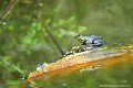 <br><br>Nom anglais : Edidle Frog
<br>Mesurant environ 10 cm une fois adulte, la Grenouille verte peuple une multitude de zones humides aux eaux stagnantes : mares, marais, gravières, fossés, ornières, étangs et ruisseaux.
<br><br>Photo réalisée en France, dans l'Allier (Auvergne)
<br><br> Grenouille verte
Rana esculenta
Zones humides
eaux stagnantes
aquatique
mares
étangs
ruisseaux
gravières
ornières
Allier
Auvergne 