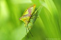 <br><br>Nom anglais : Hawthorn shield bug
<br><br> Punaise ensanglantée
Acanthosoma haemorrhoidale 
Hawthorn shield bug
Punaise 