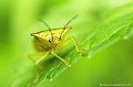<br><br>Nom anglais : Hawthorn shield bug
<br><br> Punaise ensanglantée
Acanthosoma haemorrhoidale 
Hawthorn shield bug
Punaise 