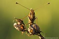 <br><br>Nom anglais : Weaver's Fritillary
<br><br>Le papillon Petite Violette est protégé de portée :
<br><b>Régionale</b> :
<br><a target="_blank" href="http://www.legifrance.gouv.fr/affichTexte.do?cidTexte=JORFTEXT000000728852&dateTexte="><u>Insectes en région Ile-de-France : Article 1</u></a target="_blank" href="http://www.legifrance.gouv.fr/affichTexte.do?cidTexte=JORFTEXT000000728852&dateTexte=">
<br><br> Petite Violette
Boloria dia
Weaver's Fritillary
papillon
protégé
 