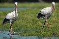 <br><br>Nom anglais : White Stork 
<br>Couple
<br><br>Depuis 2008, la Cigogne blanche est inscrite (<font color="#33FF33">LC</font color="#33FF33">) sur la<a target="_blank" href="http://inpn.mnhn.fr/espece/listerouge/FR/Oiseaux_nicheurs_metropole"><font color="red"> Liste rouge</font> des oiseaux nicheurs de France métropolitaine</a target="_blank" href="http://inpn.mnhn.fr/espece/listerouge/FR/Oiseaux_nicheurs_metropole"> et 
 sur la<a target="_blank" href="http://inpn.mnhn.fr/espece/listerouge/W"> <font color="red">Liste rouge</font> mondiale de l'UICN </a target="_blank" href="http://inpn.mnhn.fr/espece/listerouge/W">(Union Internationale pour la Conservation de la Nature) revue en 2011.
<br><br>La Cigogne blanche est protégée de portée :
<br><li><b>Communautaire</b> : <a target="_blank" href="http://eur-lex.europa.eu/LexUriServ/LexUriServ.do?uri=OJ:L:1979:103:0001:005:FR:HTML"><u>Directive Oiseaux : Annexe I</u></a target="_blank" href="http://eur-lex.europa.eu/LexUriServ/LexUriServ.do?uri=OJ:L:1979:103:0001:005:FR:HTML">
<br><li><b>Internationale</b> :<a target="_blank" href="http://conventions.coe.int/Treaty/fr/Treaties/Html/104.htm"> <u>Convention de Berne : Annexe II</u></a target="_blank" href="http://conventions.coe.int/Treaty/fr/Treaties/Html/104.htm">, <u> <a target="_blank" href="http://www.cms.int/documents/convtxt/cms_convtxt_french.pdf">Convention de Bonn : Annexe II </u></a target="_blank" href="http://www.cms.int/documents/convtxt/cms_convtxt_french.pdf"> et<a target="_blank" href="http://www.unep-aewa.org/documents/index.htm"> <u>Accord AEWA [1999]</u></a target="_blank" href="http://www.unep-aewa.org/documents/index.htm">
<br><li><b>Internationale</b> : <a target="_blank" href="http://legifrance.gouv.fr/affichTexte.do?cidTexte=JORFTEXT000021384277"><u>Oiseaux protégés - Article 3</u></a target="_blank" href="http://legifrance.gouv.fr/affichTexte.do?cidTexte=JORFTEXT000021384277">
<br><br>Photo réalisée en France, dans l'Allier (Auvergne)
<br><br> Cigogne blanche
Ciconia ciconia
White Stork 
Couple
protégée
oiseaux
nicheurs
Liste rouge
France
UICN 