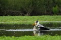 <br><br>Nom anglais : Grey Heron
<br><br>Depuis 2008, le Héron cendré est inscrit (<font color="#33FF33">LC</font color="#33FF33">) sur la<a target="_blank" href="http://inpn.mnhn.fr/espece/listerouge/FR/Oiseaux_nicheurs_metropole"><font color="red"> Liste rouge</font> des oiseaux nicheurs de France métropolitaine</a target="_blank" href="http://inpn.mnhn.fr/espece/listerouge/FR/Oiseaux_nicheurs_metropole"> et 
 sur la<a target="_blank" href="http://inpn.mnhn.fr/espece/listerouge/W"> <font color="red">Liste rouge</font> mondiale de l'UICN </a target="_blank" href="http://inpn.mnhn.fr/espece/listerouge/W">(Union Internationale pour la Conservation de la Nature) revue en 2011.
<br><br>Le Héron cendré est protégé de portée :
<br><li><b>Internationale</b> :<a target="_blank" href="http://conventions.coe.int/Treaty/fr/Treaties/Html/104.htm"> <u>Convention de Berne : Annexe III</u></a target="_blank" href="http://conventions.coe.int/Treaty/fr/Treaties/Html/104.htm">, <a target="_blank" href="http://www.unep-aewa.org/documents/index.htm"><u>Convention de Bonn : Accord AEWA [1999]</u></a target="_blank" href="http://www.unep-aewa.org/documents/index.htm">
<br><li><b>Internationale</b> : <a target="_blank" href="http://legifrance.gouv.fr/affichTexte.do?cidTexte=JORFTEXT000021384277"><u>Oiseaux protégés - Article 3</u></a target="_blank" href="http://legifrance.gouv.fr/affichTexte.do?cidTexte=JORFTEXT000021384277">
<br><br>Photo réalisée en France, dans l'Allier (Auvergne)
<br><br> Héron cendré
Ardea cinerea
Grey Heron
Héron
Liste rouge
oiseaux
nicheurs
protégé
UICN
France 