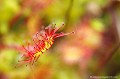 <br><br>Autres noms français : Rossolis à Feuilles Rondes, Roselle, Rosée du Soleil, Herbe à la Rosée, Herbe à la Goutte, Rossolaire ou Oreille du Diable 
<br>Nom anglais : Common Sundew
<br>Autre nom anglais : Round-leaved Sundew
<br><br> Drosera à feuilles rondes
Drosera rotundifolia
Rossolis à Feuilles Rondes,
Roselle
Rosée du Soleil
Herbe à la Rosée
Herbe à la Goutte
Rossolaire
Oreille du Diable 
Common Sundew 