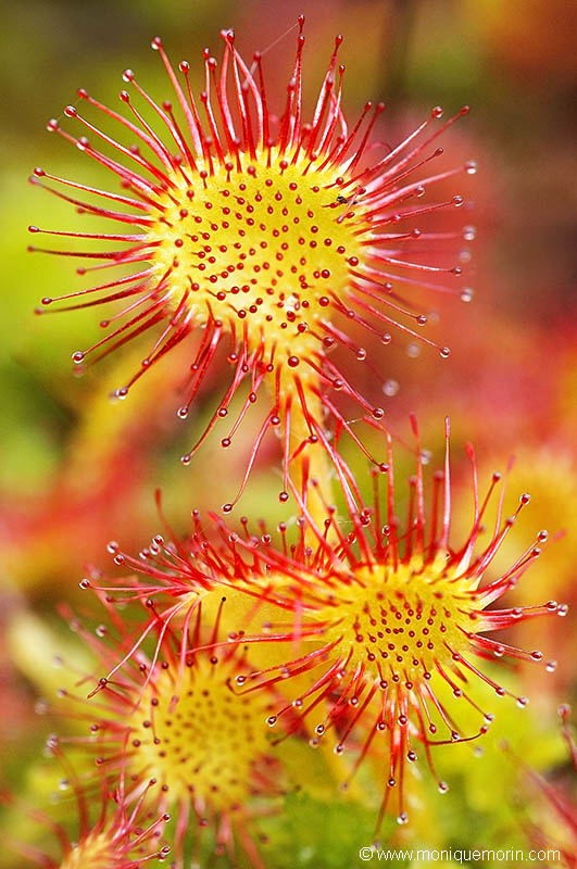 Droseras à feuilles rondes - Droseras rotundifolia