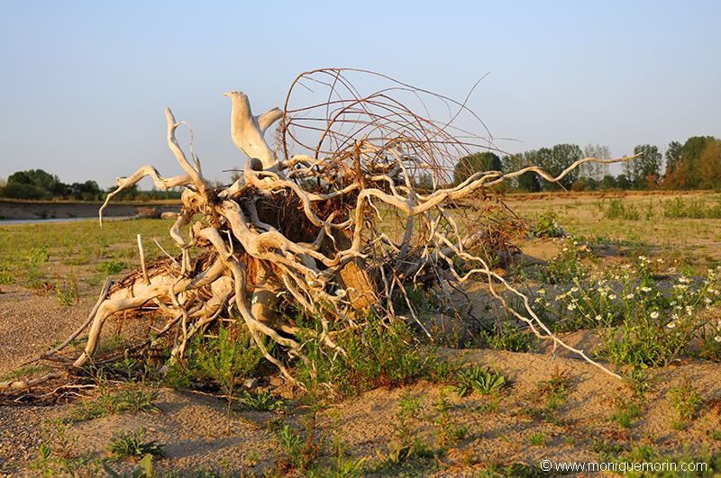 Arbre déraciné