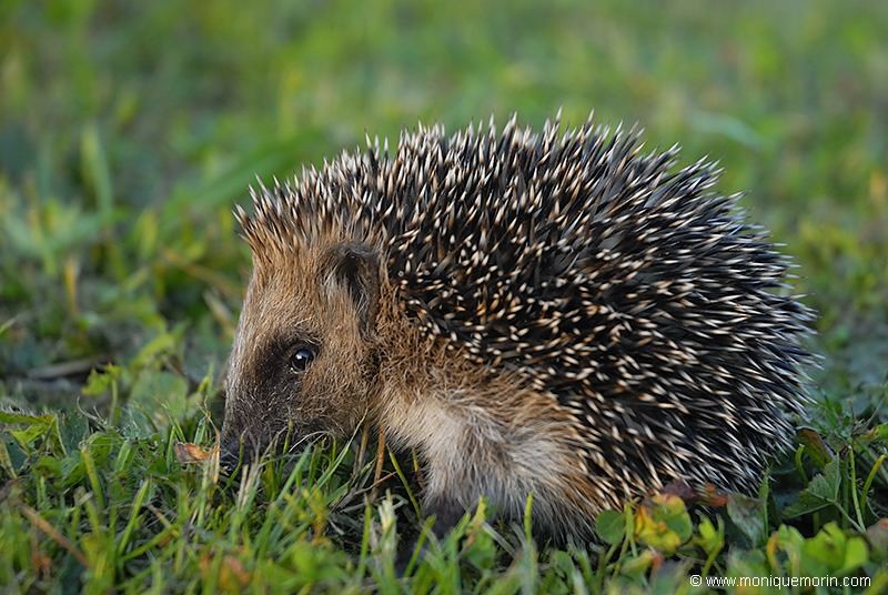 Hérisson d'Europe - Erinaceus europaeus