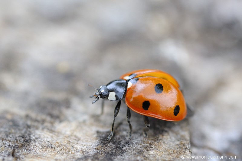 Coccinelle à 7 points - Coccinella septempunctata