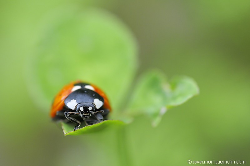 Coccinelle à 7 points - Coccinella septempunctata