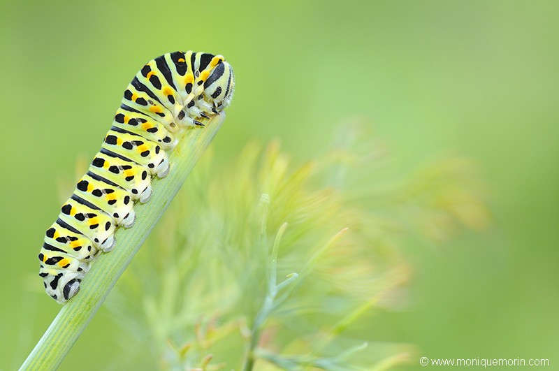 Chenille du Machaon - Papilio machaon