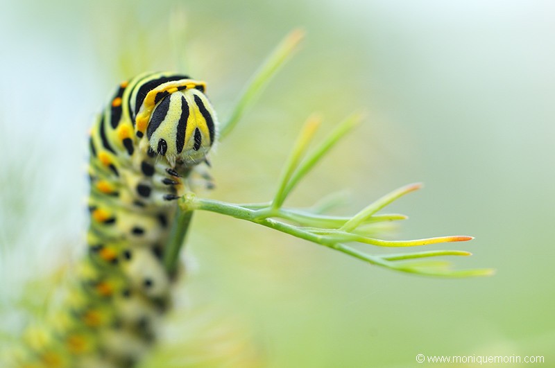 Chenille du Machaon - Papilio machaon