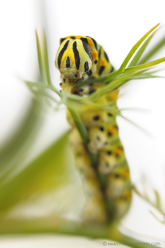Chenille du Machaon - Papilio machaon