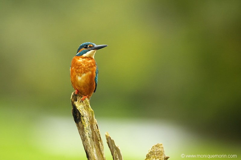Martin pêcheur d'Europe.... Alcedo atthis